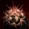 Echinocactus_polycephalus_1